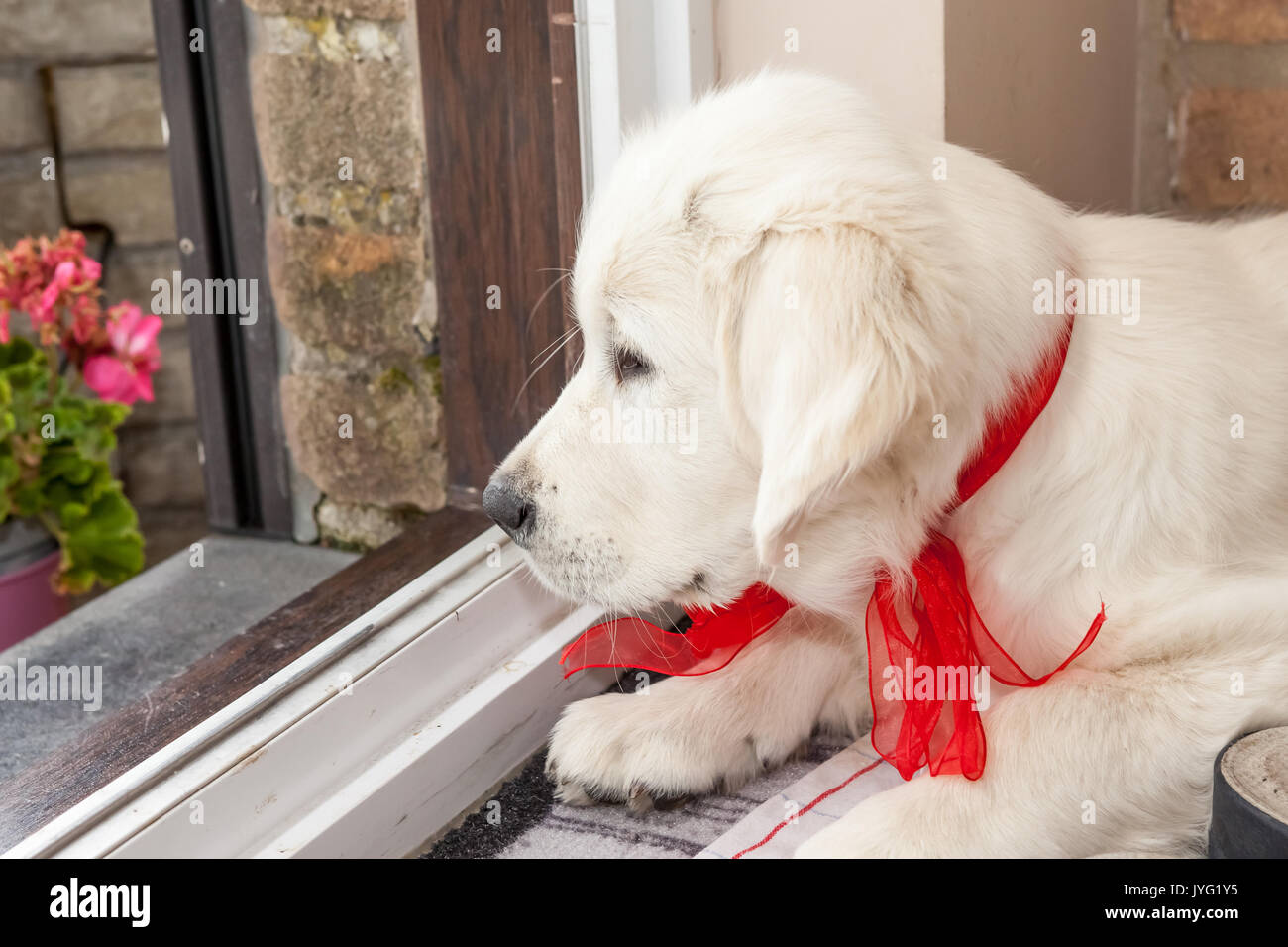 On the door is a young golden retriever with a red bow Stock Photo
