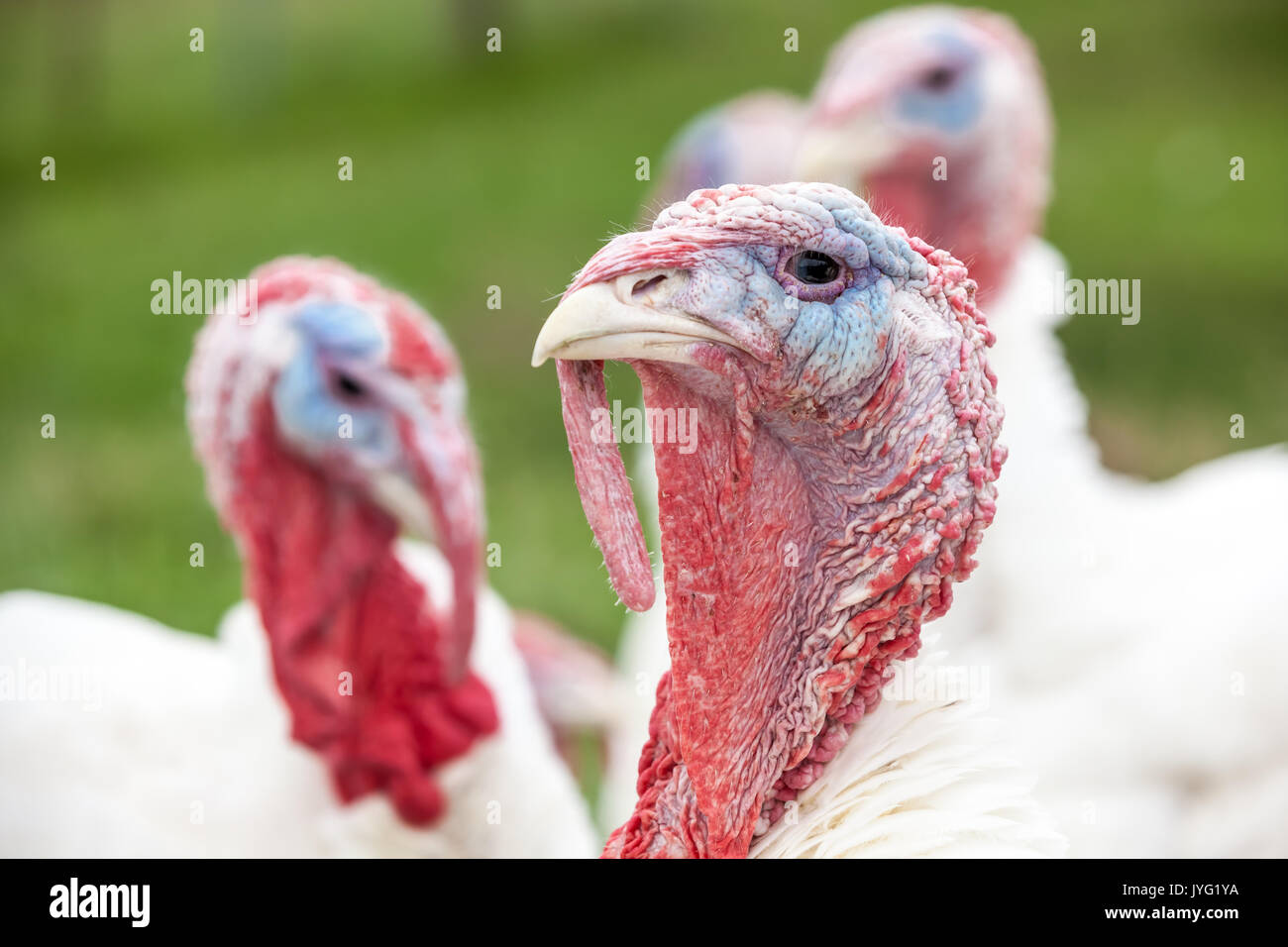 In close up, this turkey looks the beautiful colors on its head Stock Photo