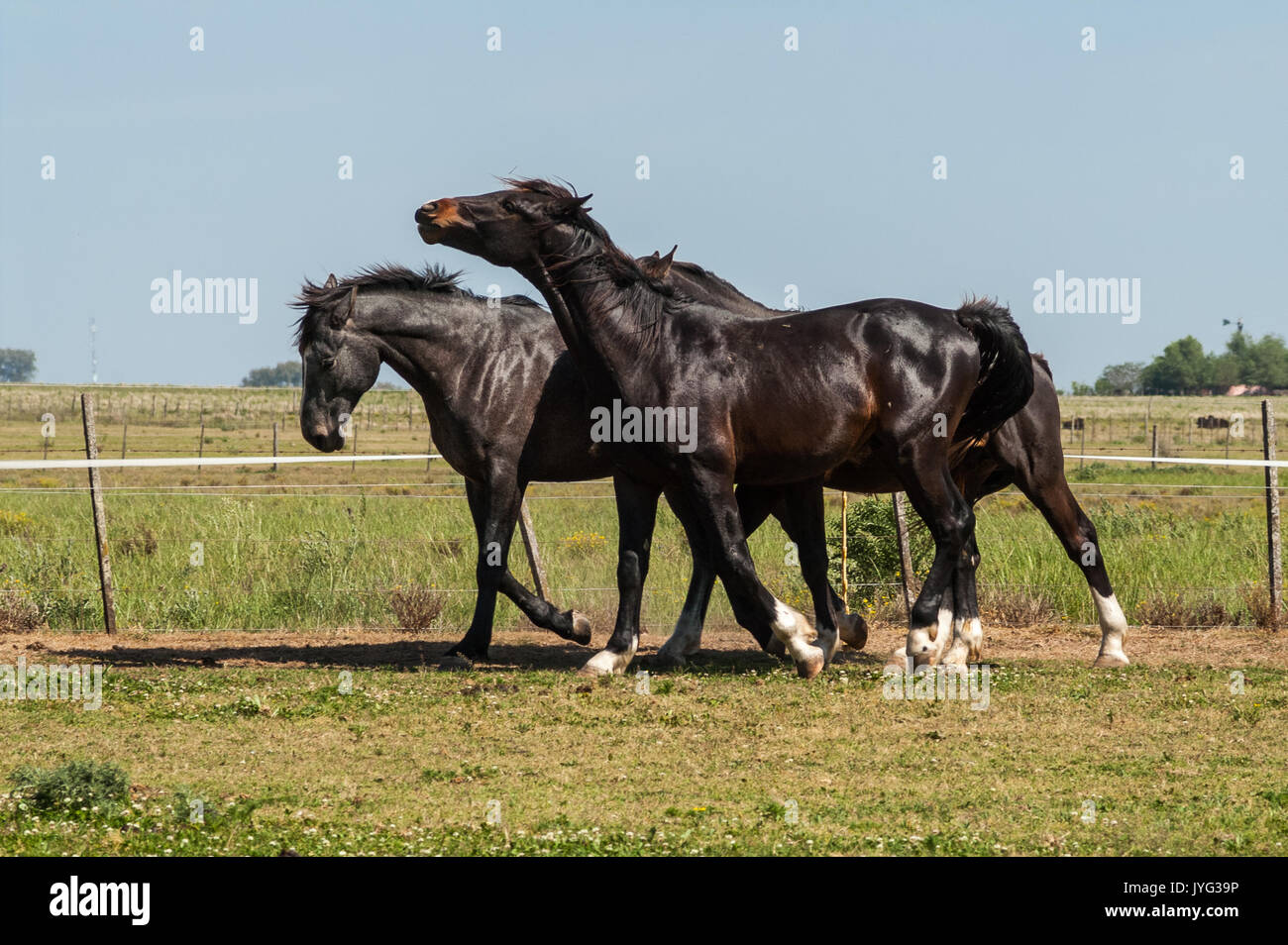 Holstein horses at Solaguayre Haras in Buenos Aires Stock Photo