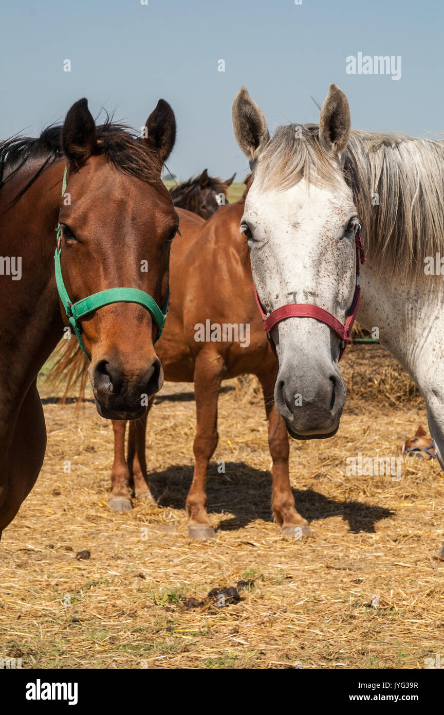 Holstein horses at Solaguayre Haras in Buenos Aires Stock Photo