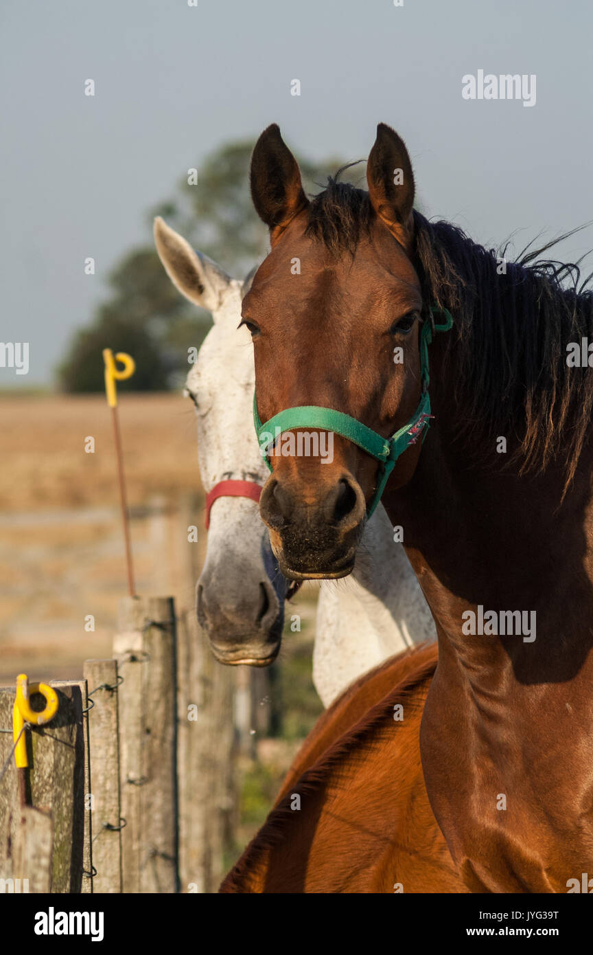 Holstein horses at Solaguayre Haras in Buenos Aires Stock Photo