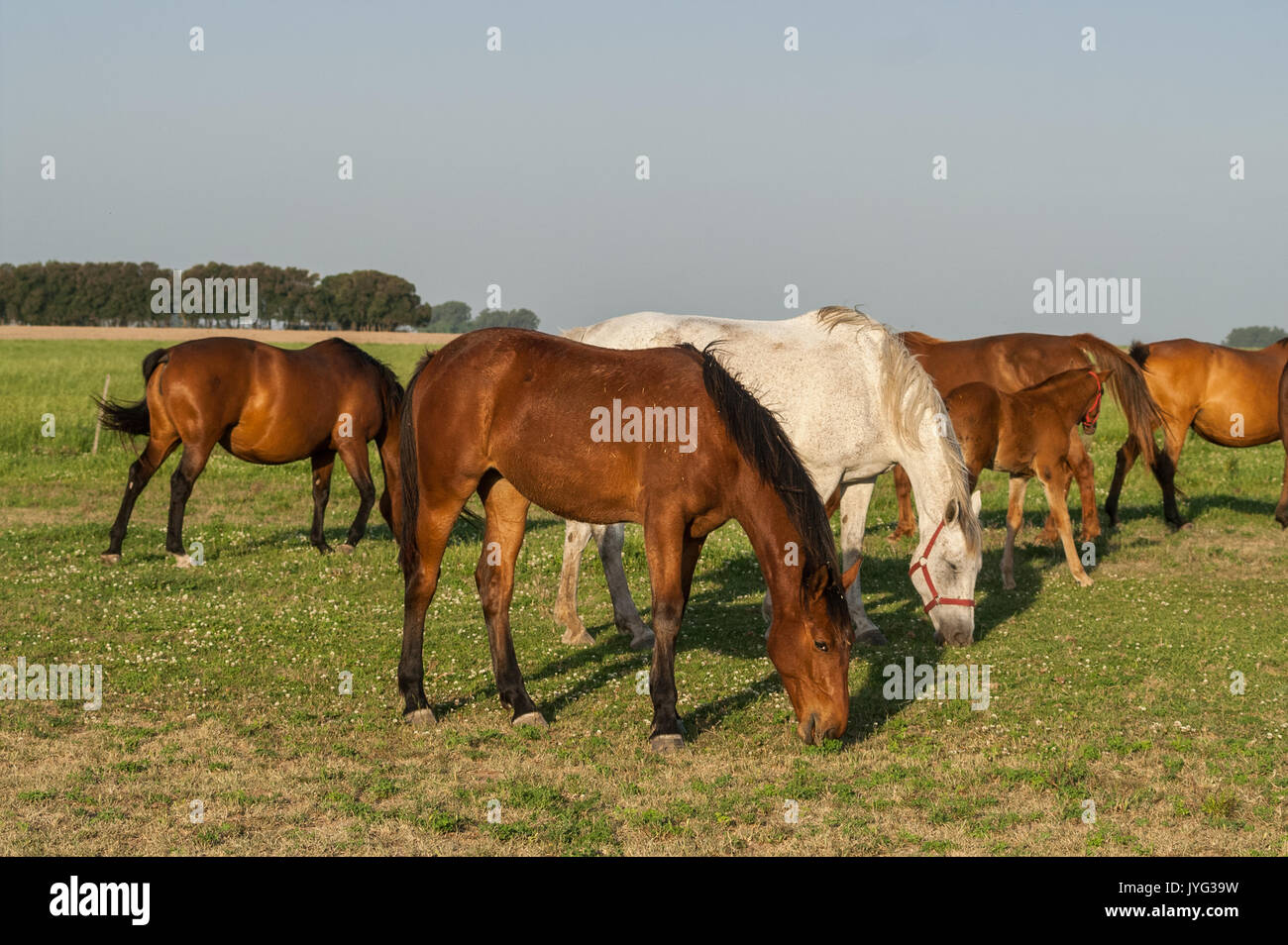 Holstein horses at Solaguayre Haras in Buenos Aires Stock Photo
