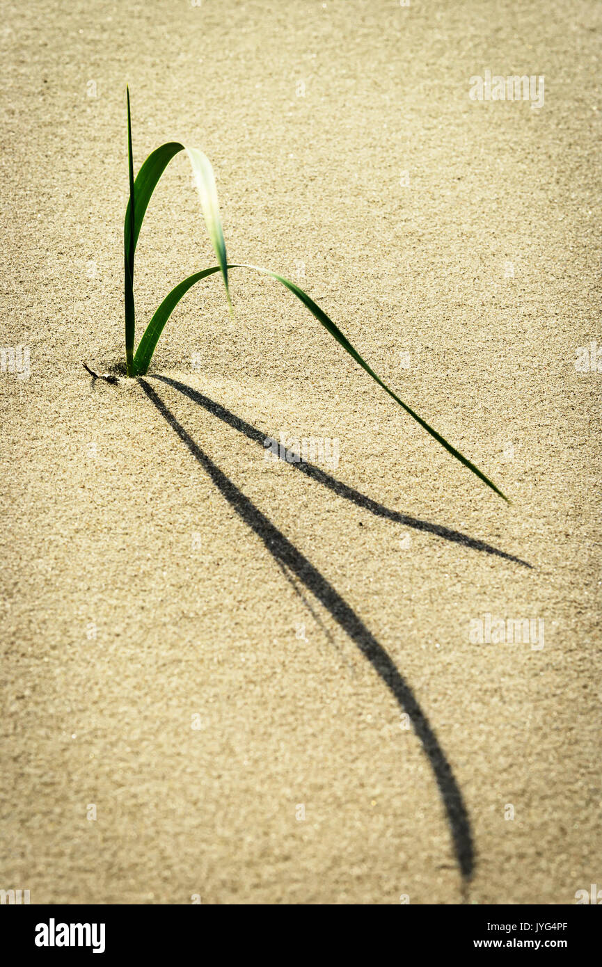 Single stalk of beach grass or sand ryegrass Leymus arenarius growing on dune at Baltic coast. Pomerania, northern Poland. Stock Photo
