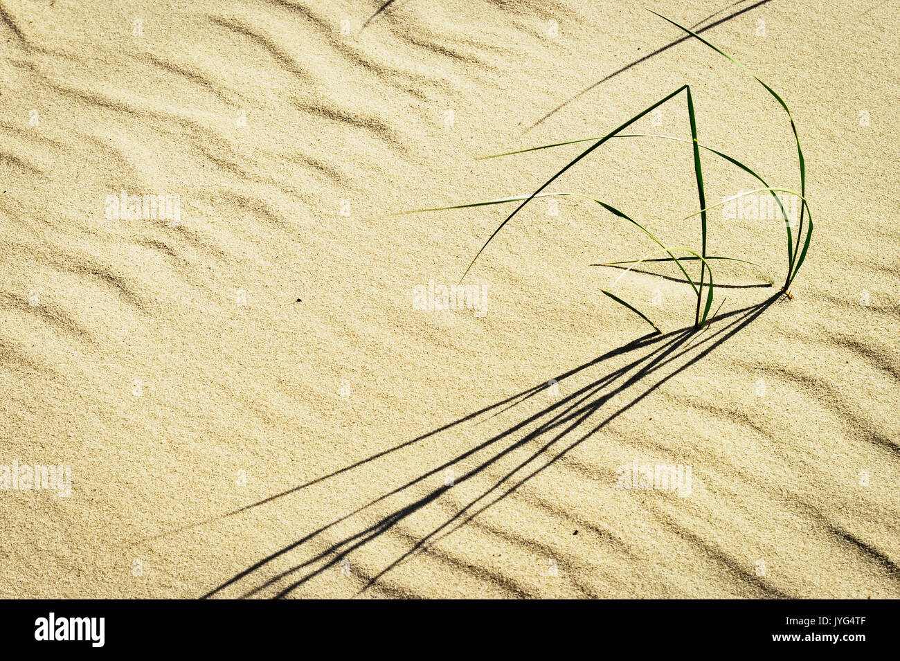 Clusters of beach grass or sand ryegrass Leymus arenarius growing on dune at Baltic coast. Pomerania, northern Poland. Stock Photo