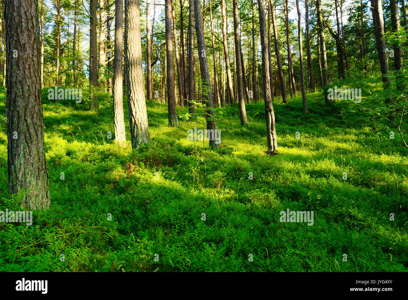 Summer pinewood with bilberry plants growing in forest understory. Scots or Scotch pine Pinus sylvestris trees in evergreen forest. Pomerania, Poland. Stock Photo