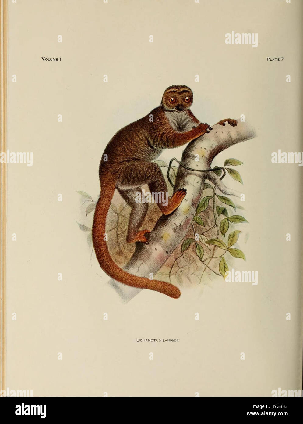 A review of the primates (Colored Plate 7) (8070668471 Stock Photo - Alamy