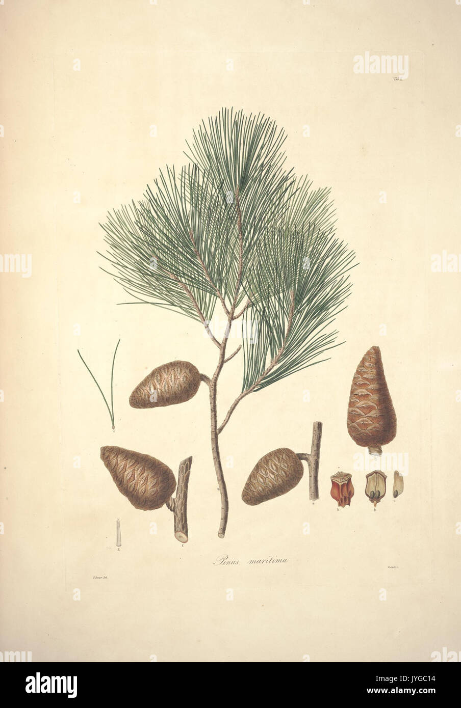A description of the genus Pinus (Tab. X) (7797272586) Stock Photo