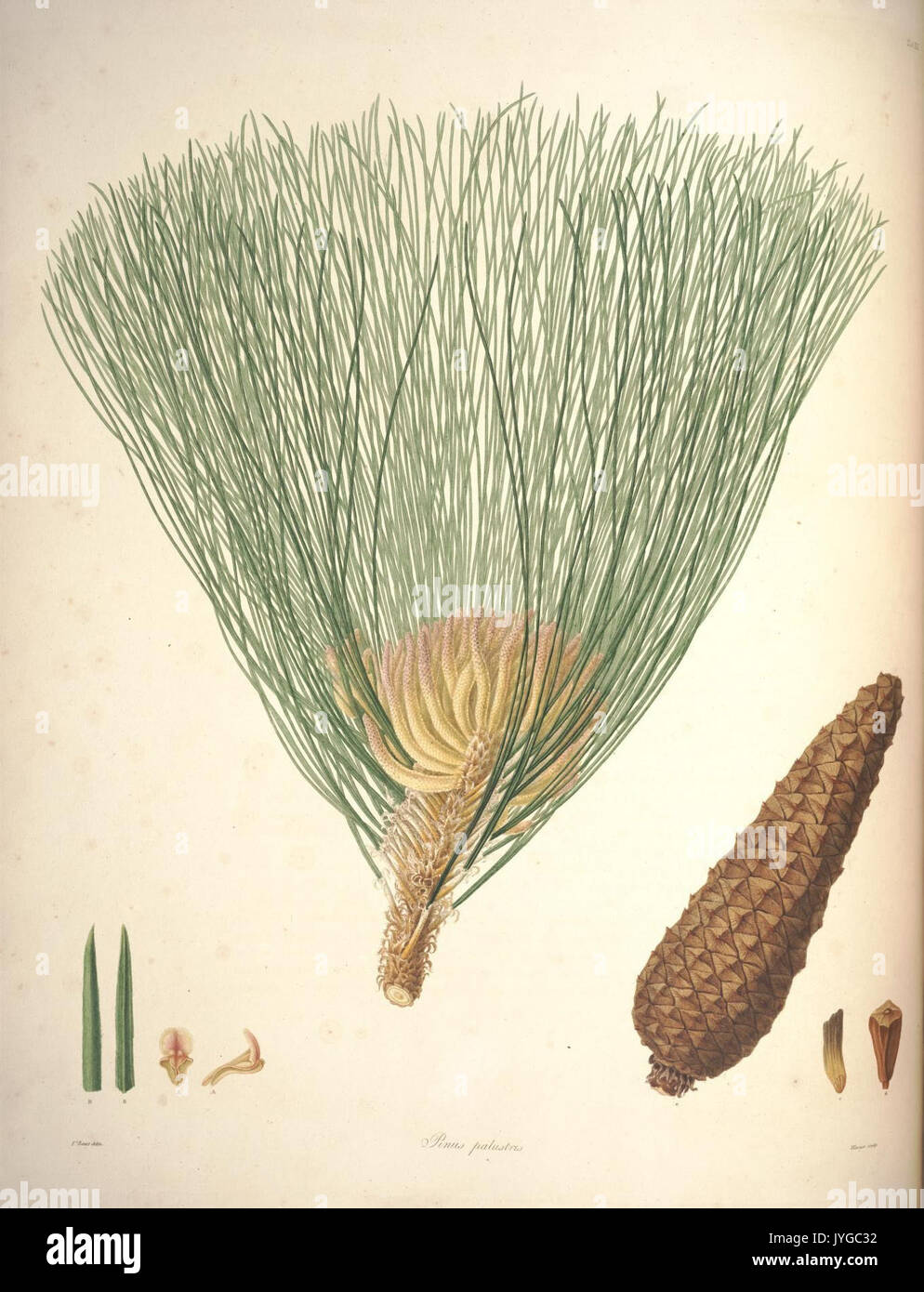 A description of the genus Pinus (Tab. XX) (7797064376) Stock Photo