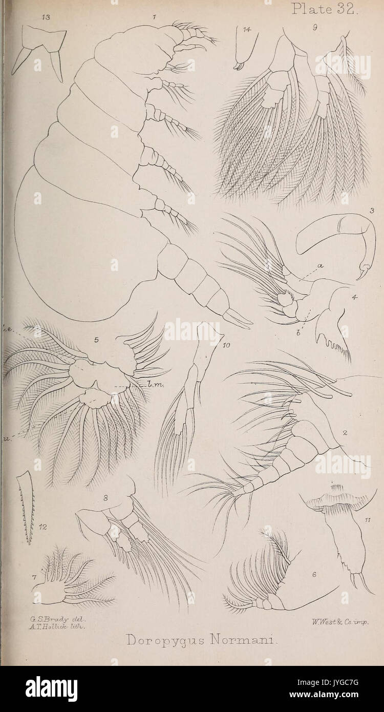 A monograph of the free and semi parasitic Copepoda of the British islands (Plate XXXII) (7636970104) Stock Photo