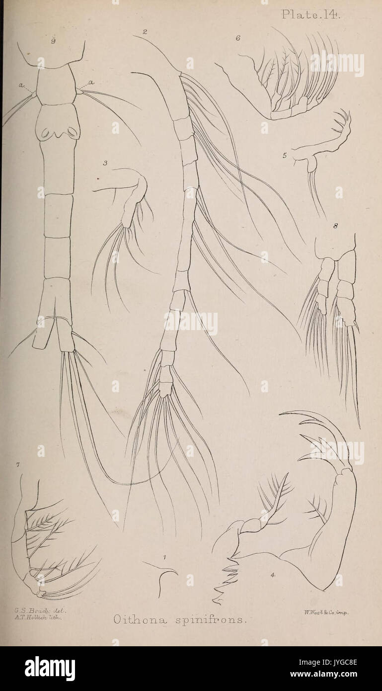 A monograph of the free and semi parasitic Copepoda of the British islands (Plate XIV) (7636954094) Stock Photo
