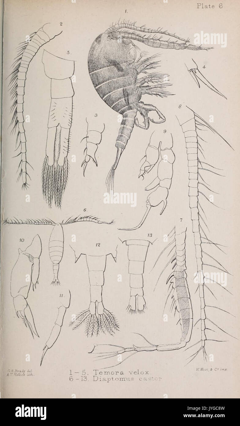 A monograph of the free and semi parasitic Copepoda of the British islands (Plate VI) (7636948192) Stock Photo