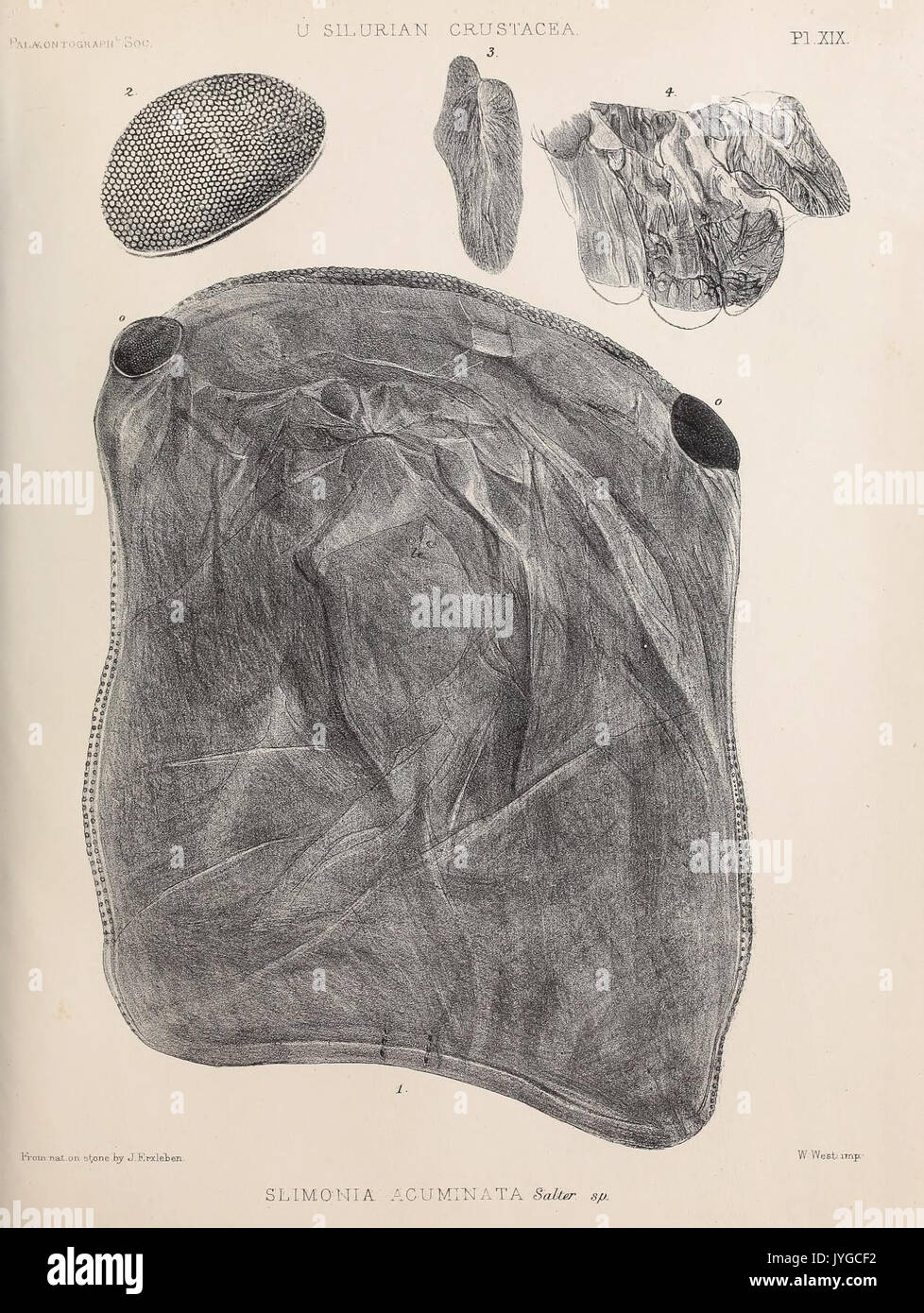 A monograph of the British fossil Crustacea (Pl. XIX) (7394029700) Stock Photo
