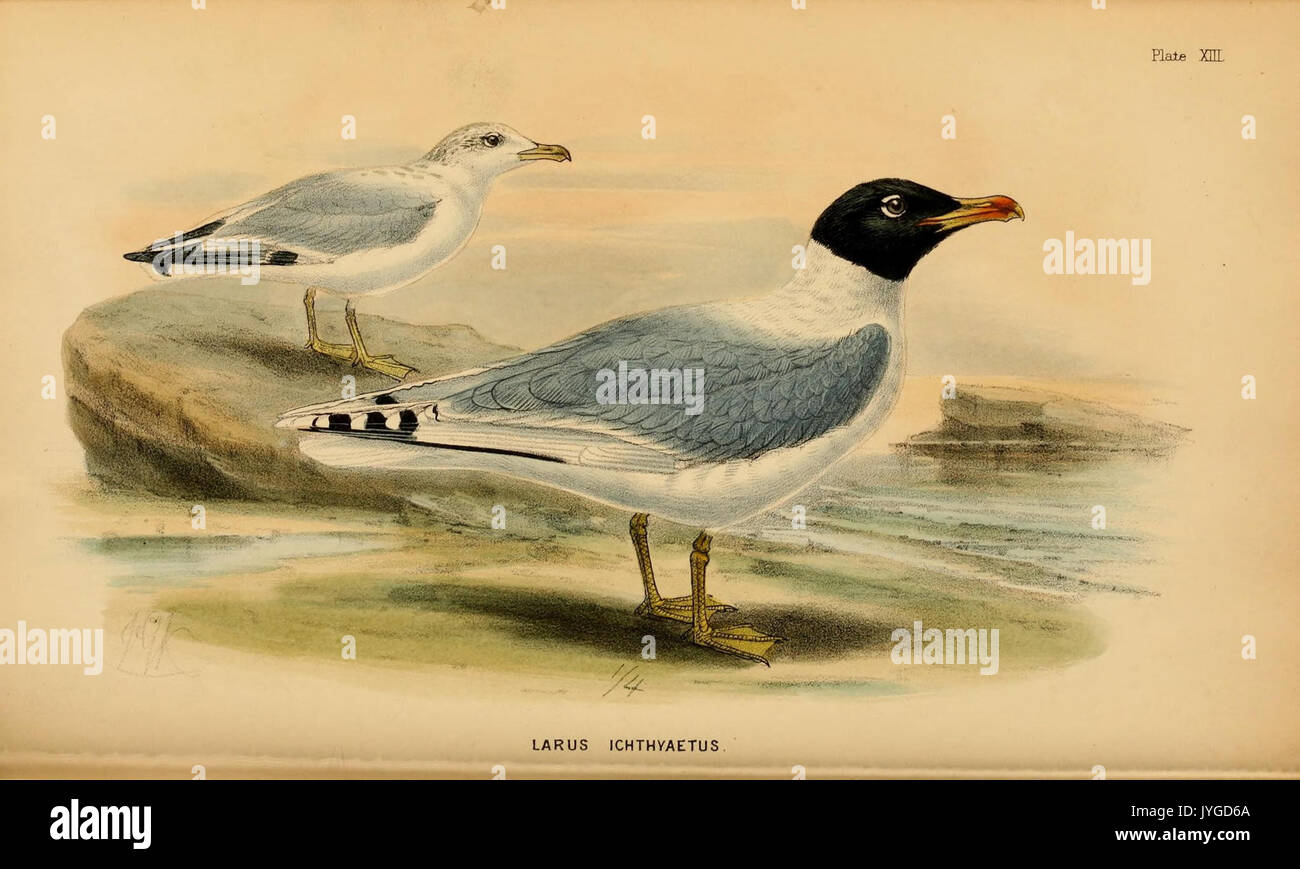 Birds of egypt hires stock photography and images Alamy