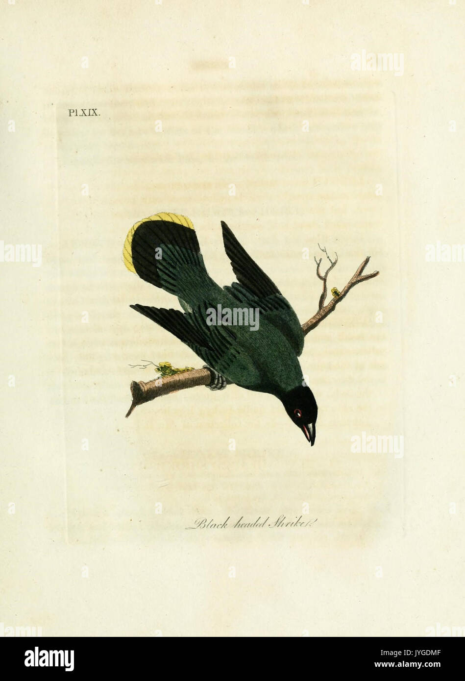A general history of birds (Pl. XIX) (8968809868) Stock Photo