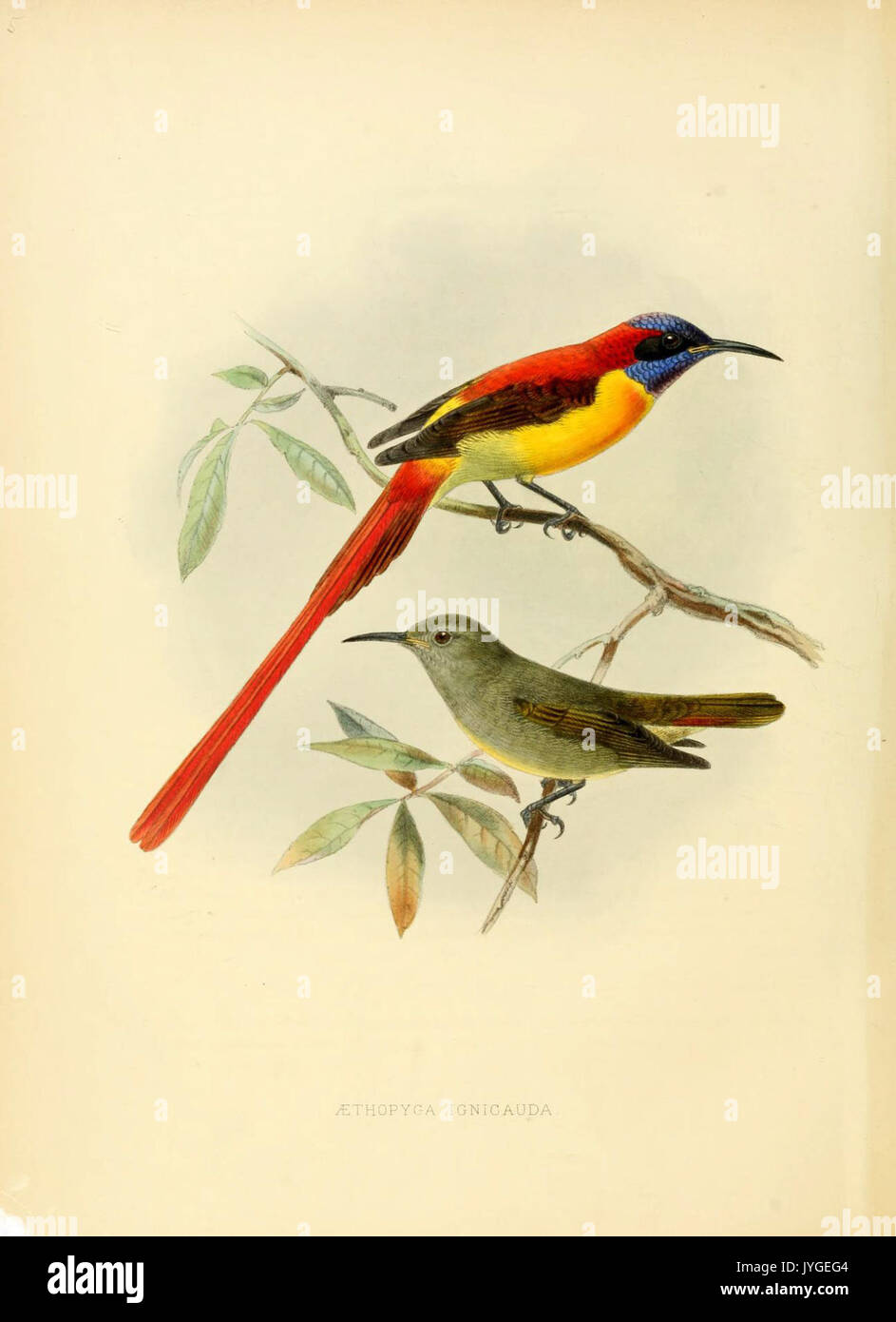 A monograph of the Nectariniidae, or, Family of sun birds (6431086833) Stock Photo
