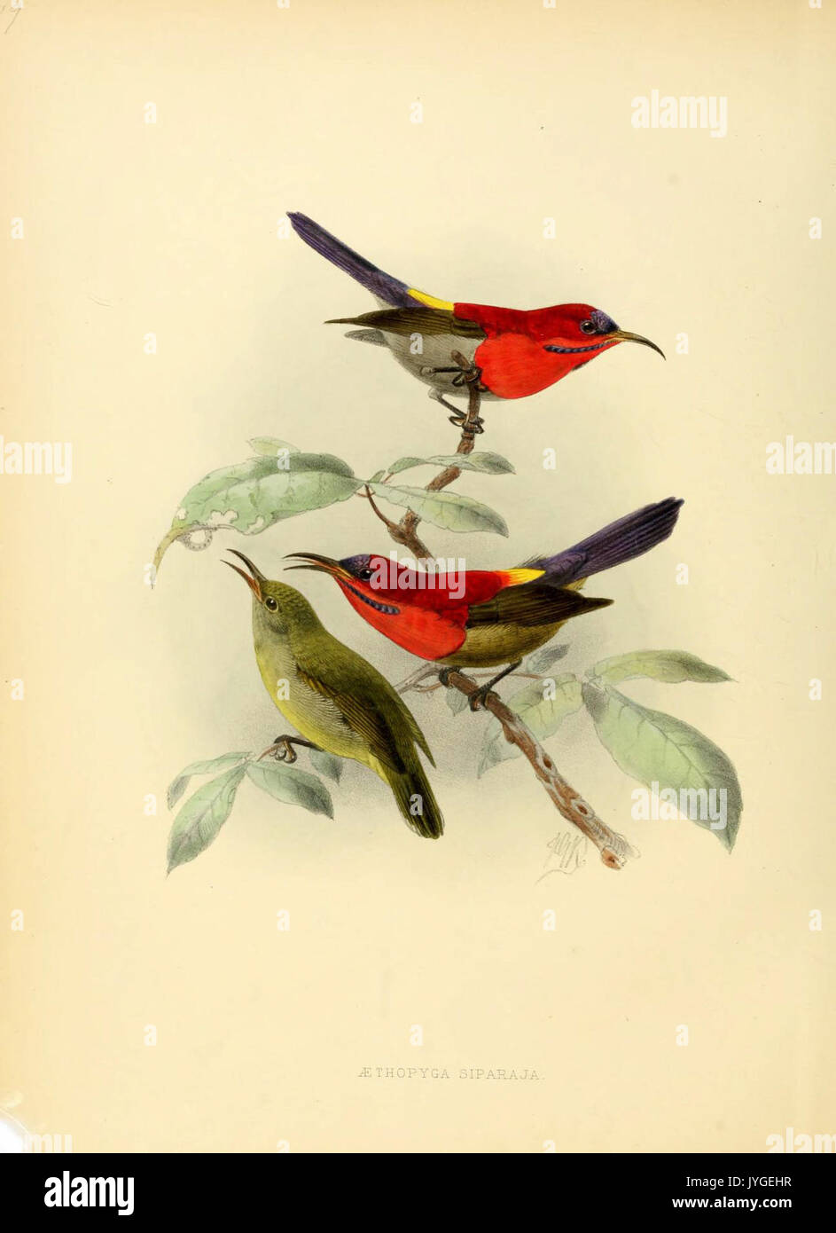 A monograph of the Nectariniidae, or, Family of sun birds (6431088365) Stock Photo