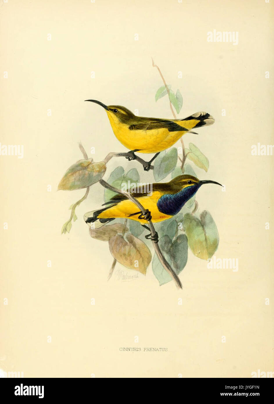 A monograph of the Nectariniidae, or, Family of sun birds (6431103509) Stock Photo