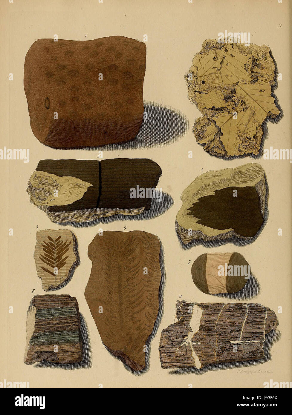 Pictorial fossils hi-res stock photography and images - Alamy