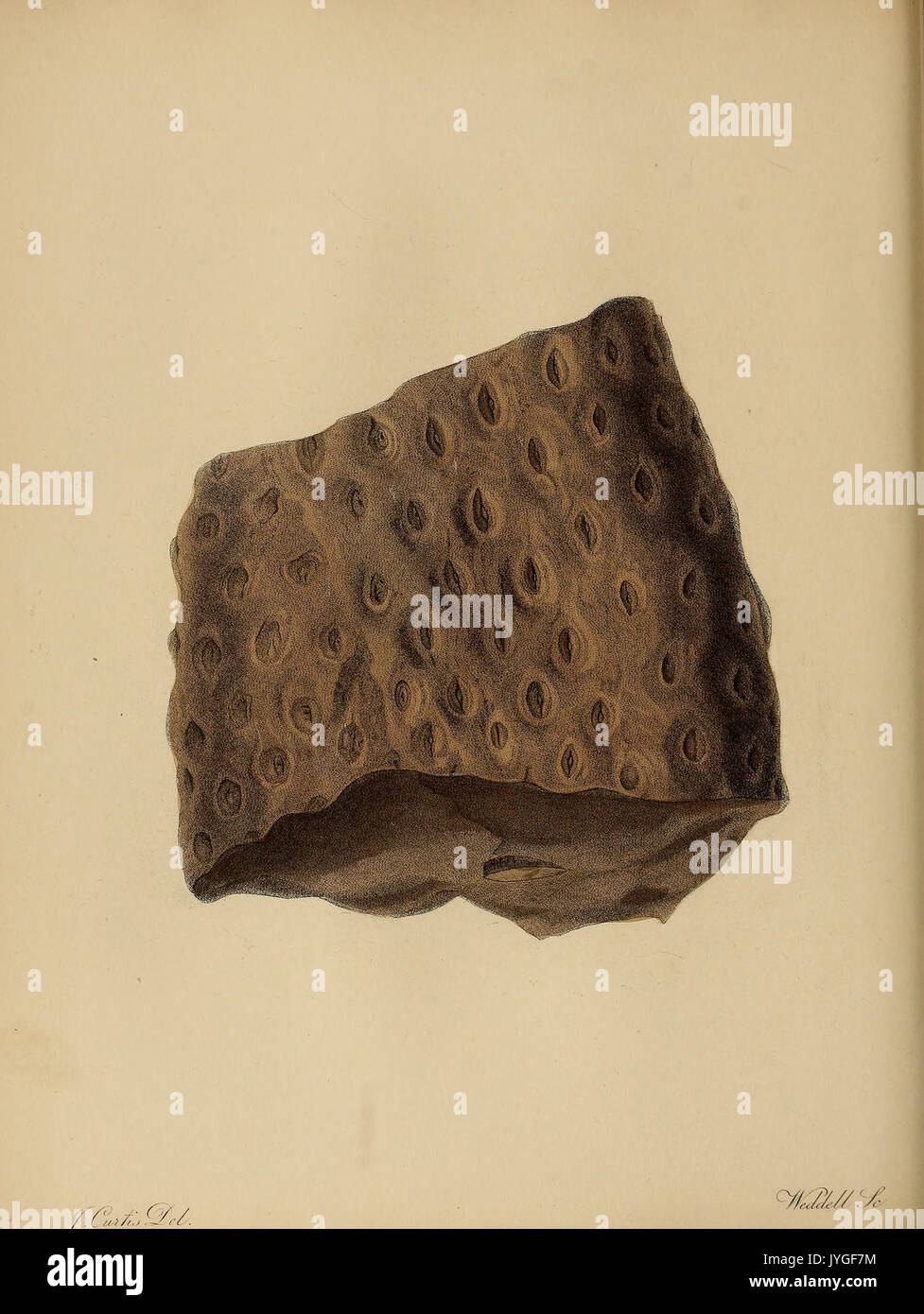 Pictorial paleontology hi-res stock photography and images - Alamy