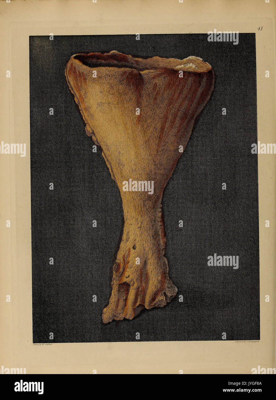Pictorial species catalog hi-res stock photography and images - Alamy