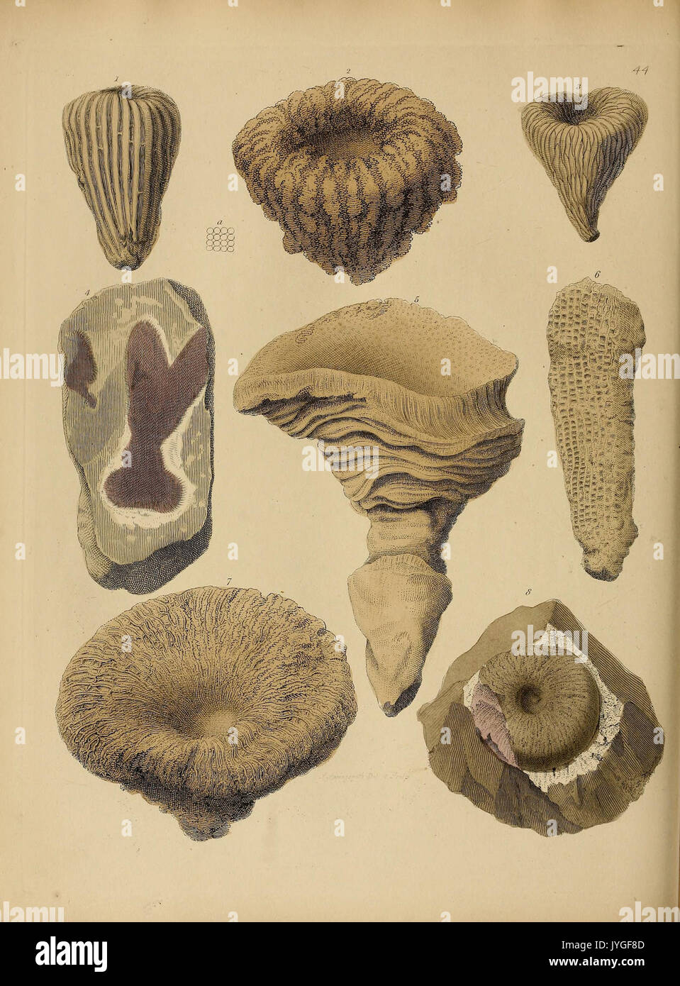 Pictorial fossils hi-res stock photography and images - Alamy
