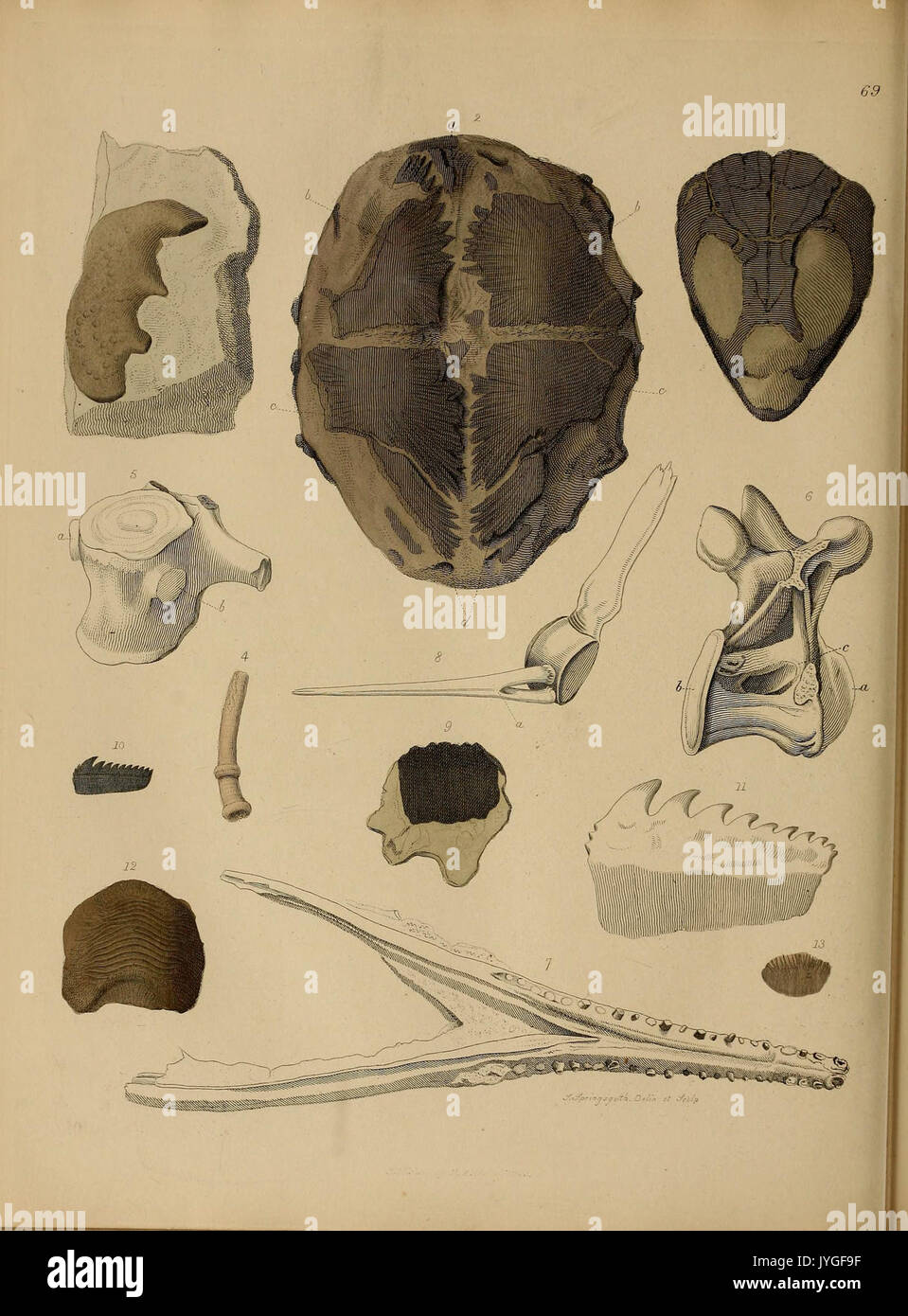 Pictorial fossils hi-res stock photography and images - Alamy