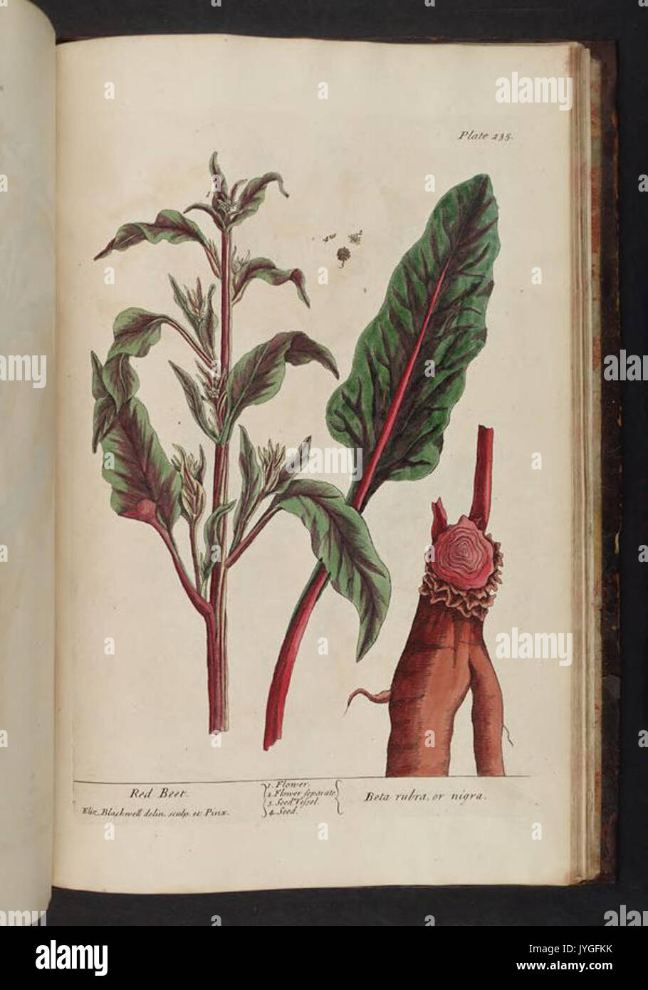 Historical herbal research hi-res stock photography and images - Alamy