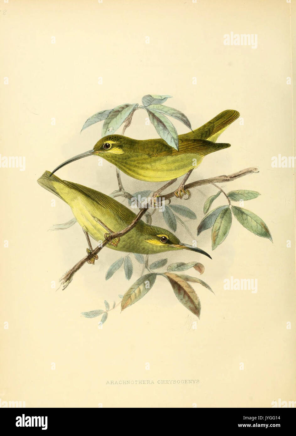 A monograph of the Nectariniidae, or, Family of sun birds (6431129203) Stock Photo