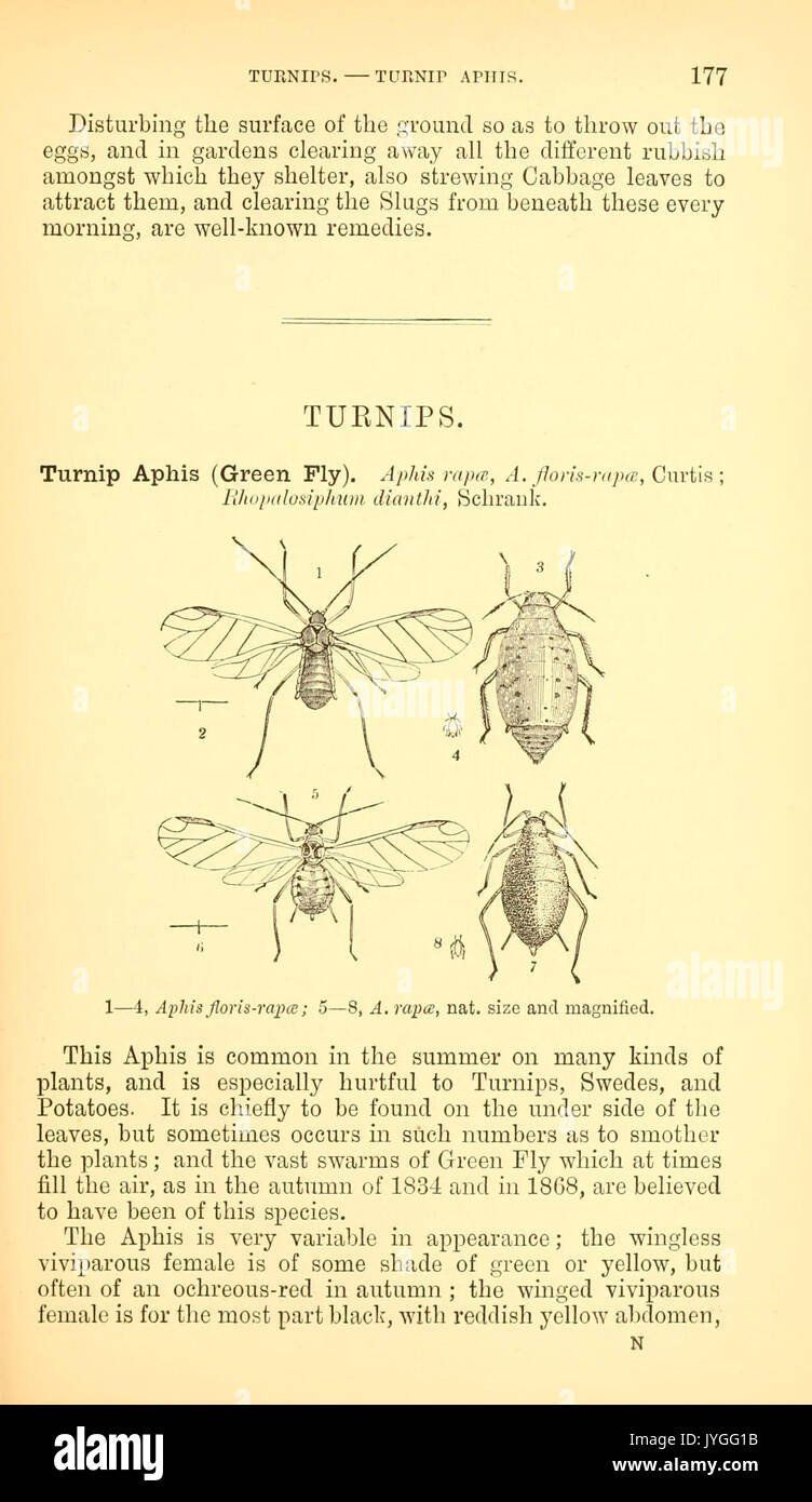 A manual of injurious insects with methods of prevention and remedy for their attacks to food crops, forest trees, and fruit (Page 177) BHL9999778 Stock Photo