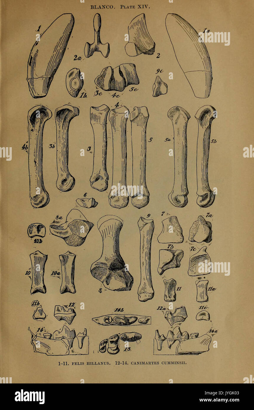 A preliminary report on the vertebrate paleontology of the Llano Estacado BHL40453128 Stock Photo