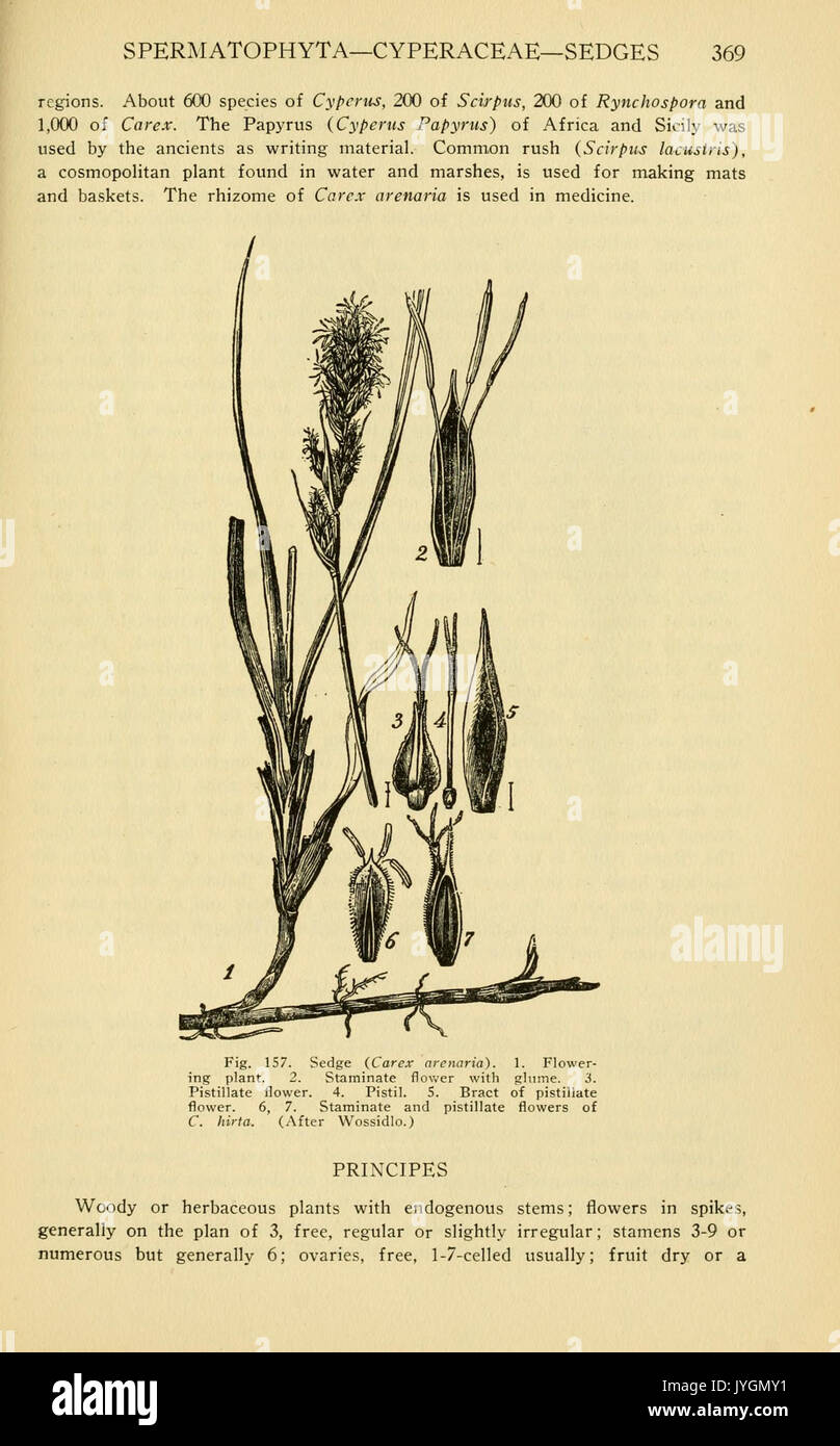 A manual of poisonous plants (Page 369, Fig. 157) BHL11346973 Stock Photo