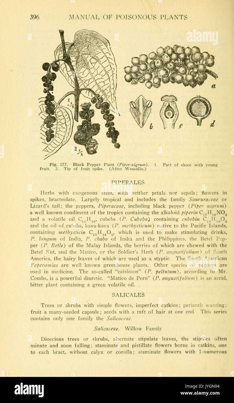 A manual of poisonous plants (Page 396, Fig. 177) BHL11347008 Stock Photo