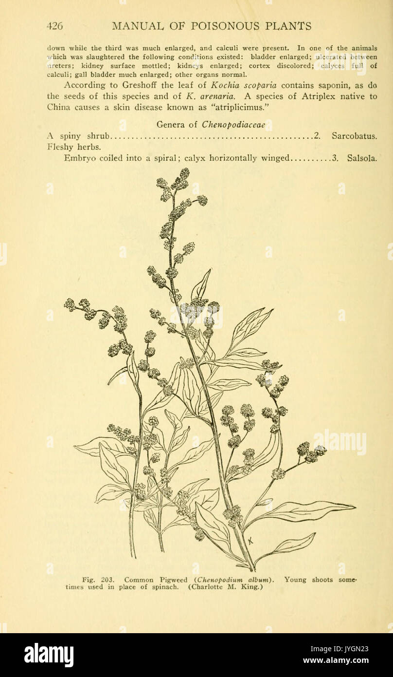 A manual of poisonous plants (Page 426, Fig. 203) BHL11347040 Stock Photo