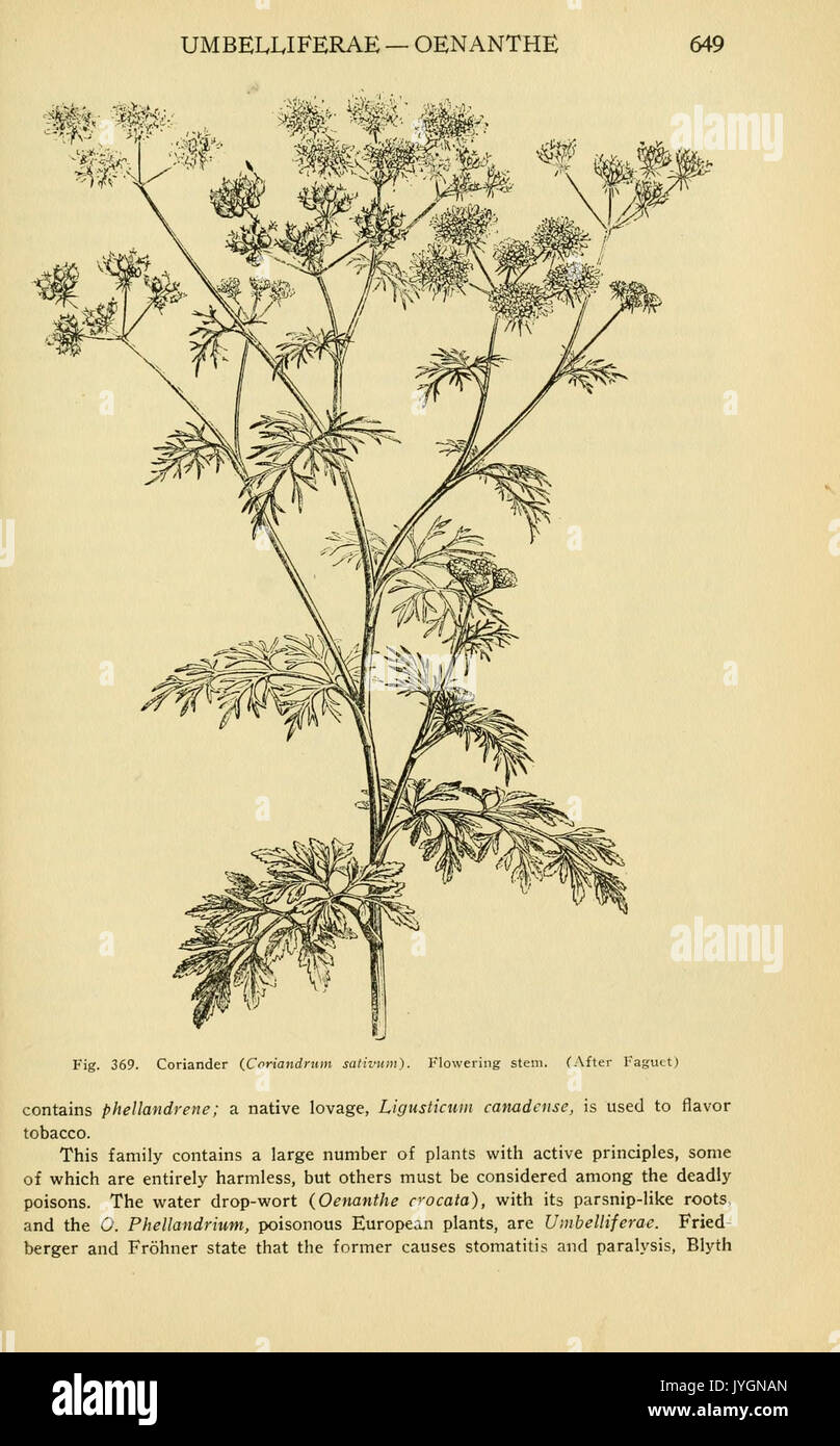 A manual of poisonous plants (Page 649, Fig. 369) BHL11347269 Stock Photo