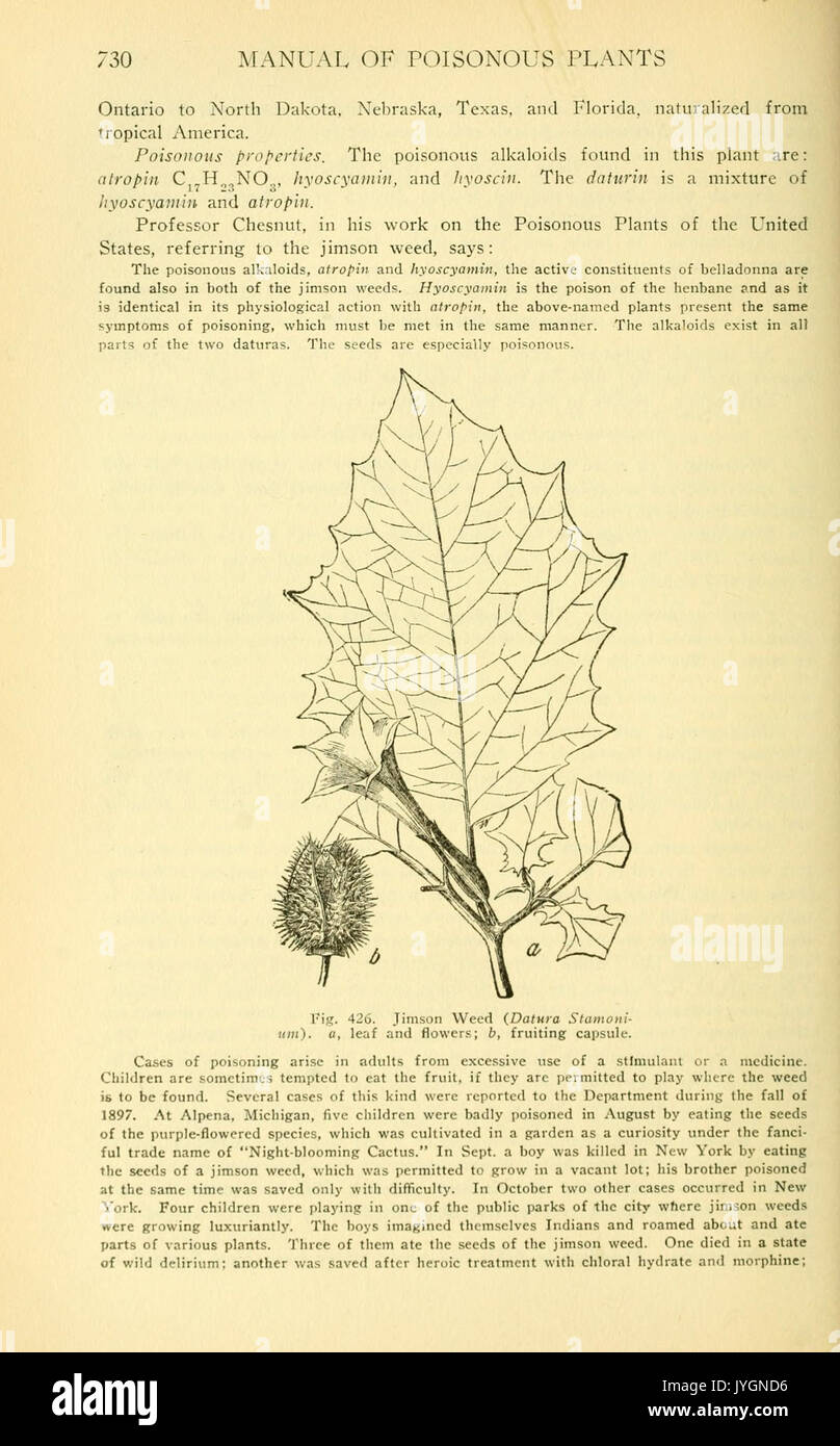 A manual of poisonous plants (Page 730, Fig. 426) BHL11347354 Stock Photo
