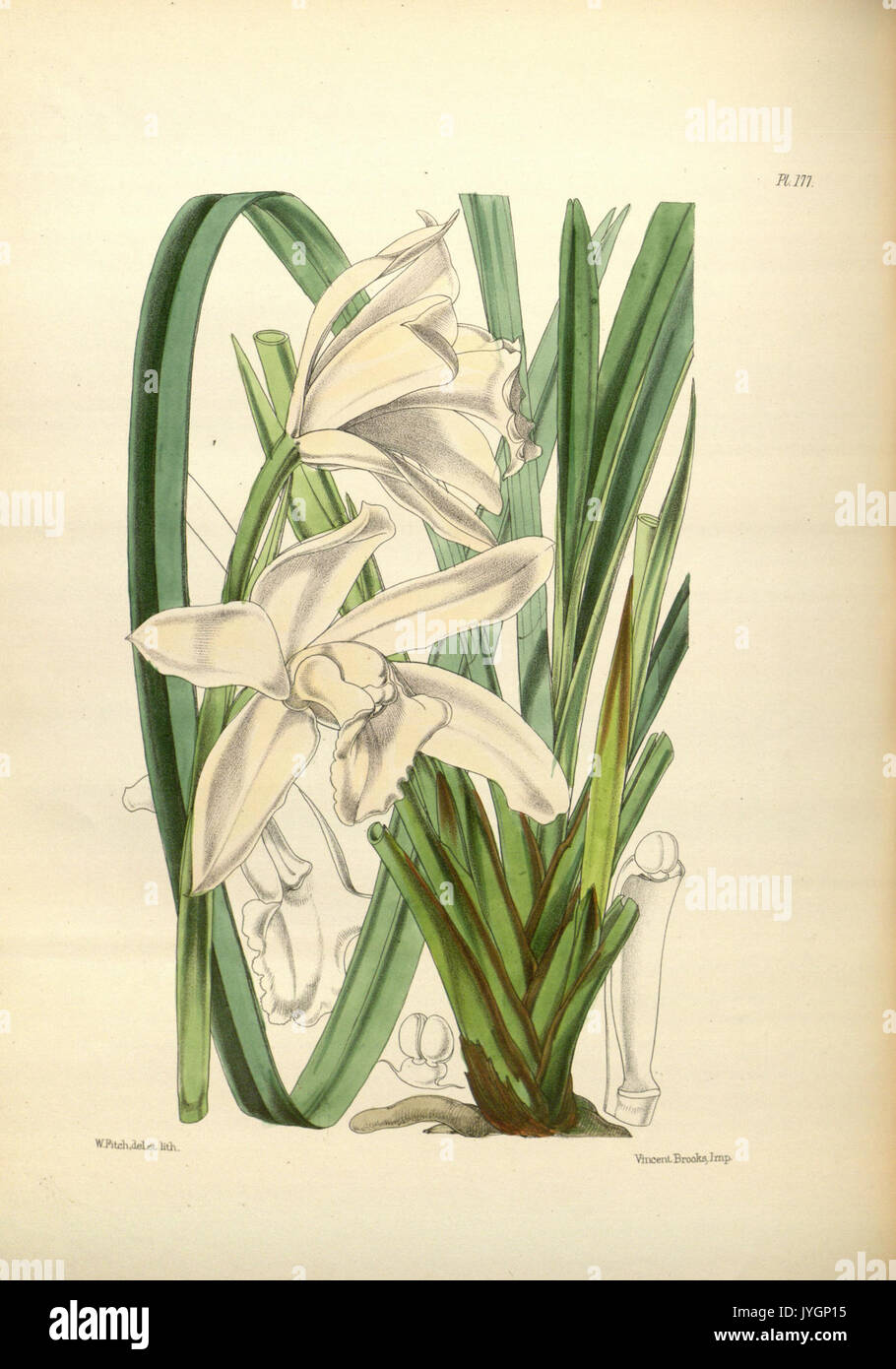 A second century of orchidaceous plants (Pl 177) BHL35712888 Stock Photo