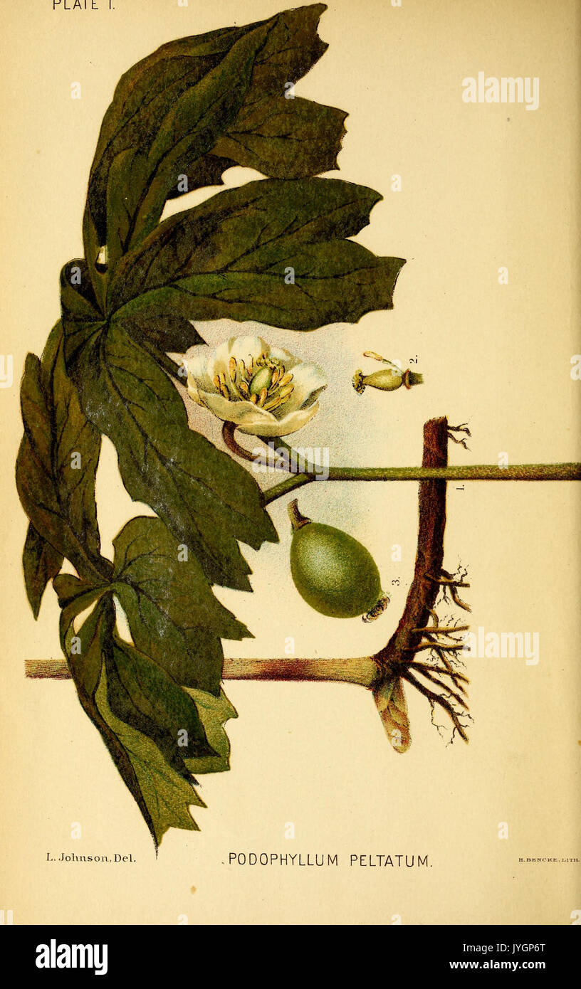 A manual of the medical botany of North America (Plate I) BHL40152146 ...