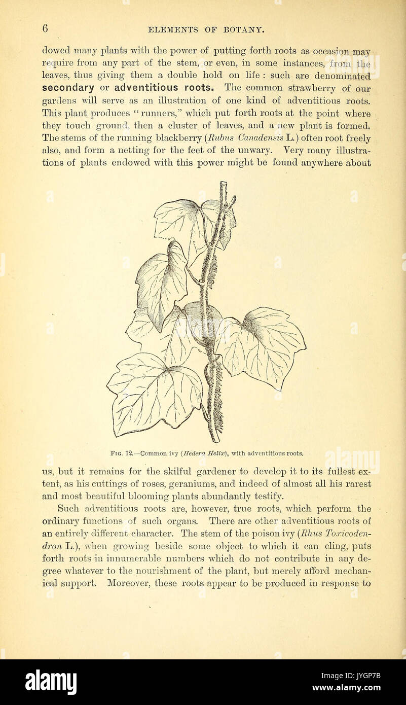 Manual botany 12 botany hi-res stock photography and images - Alamy