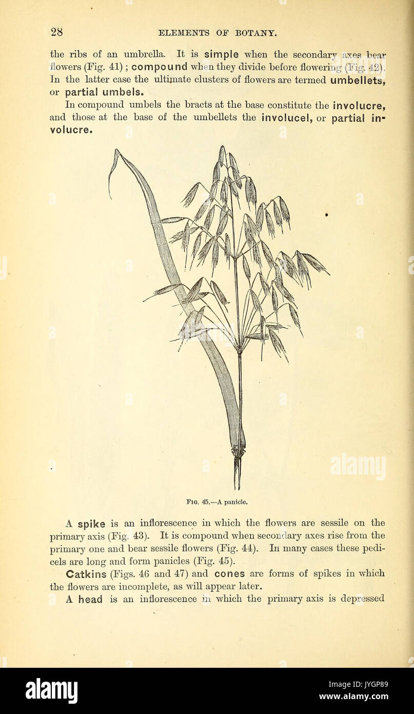 Manual on medical botany hi-res stock photography and images - Alamy