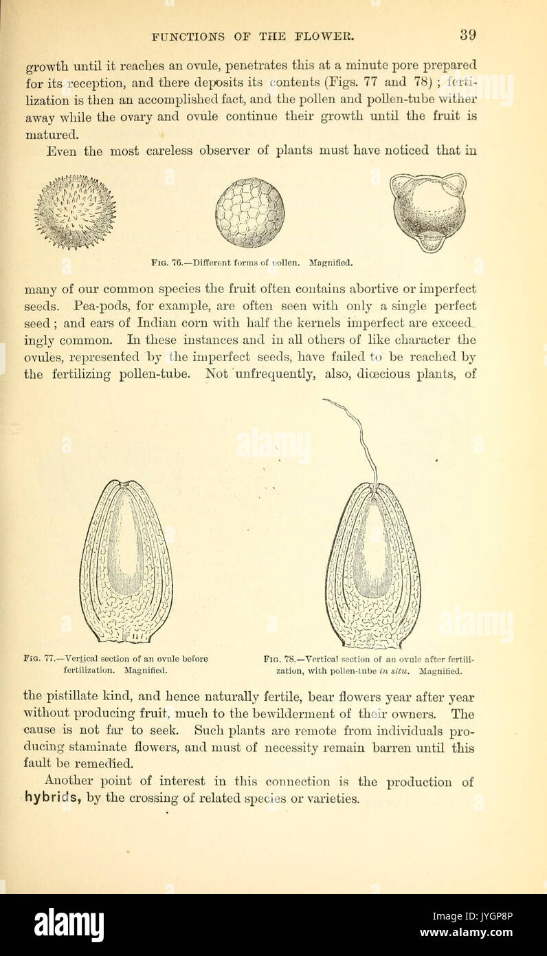 Medical medicinal plants taxonomy hi-res stock photography and images ...