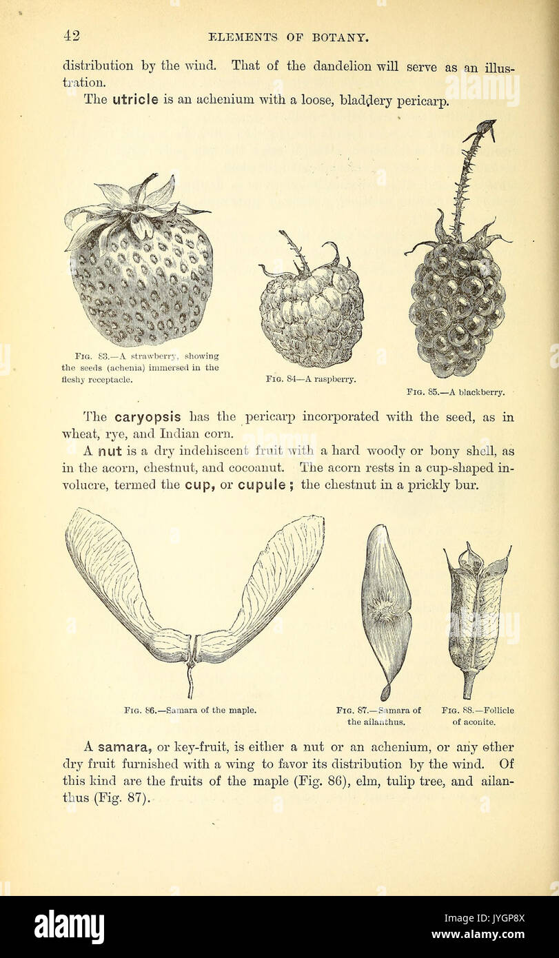 Botany teaching reference hi-res stock photography and images - Alamy