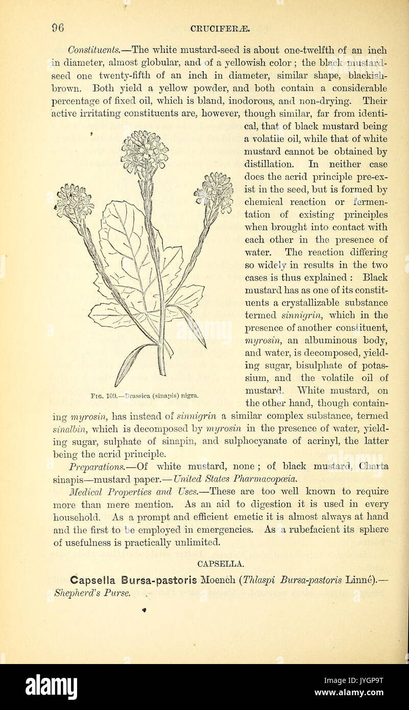 Medical medicinal plants taxonomy hi-res stock photography and images ...