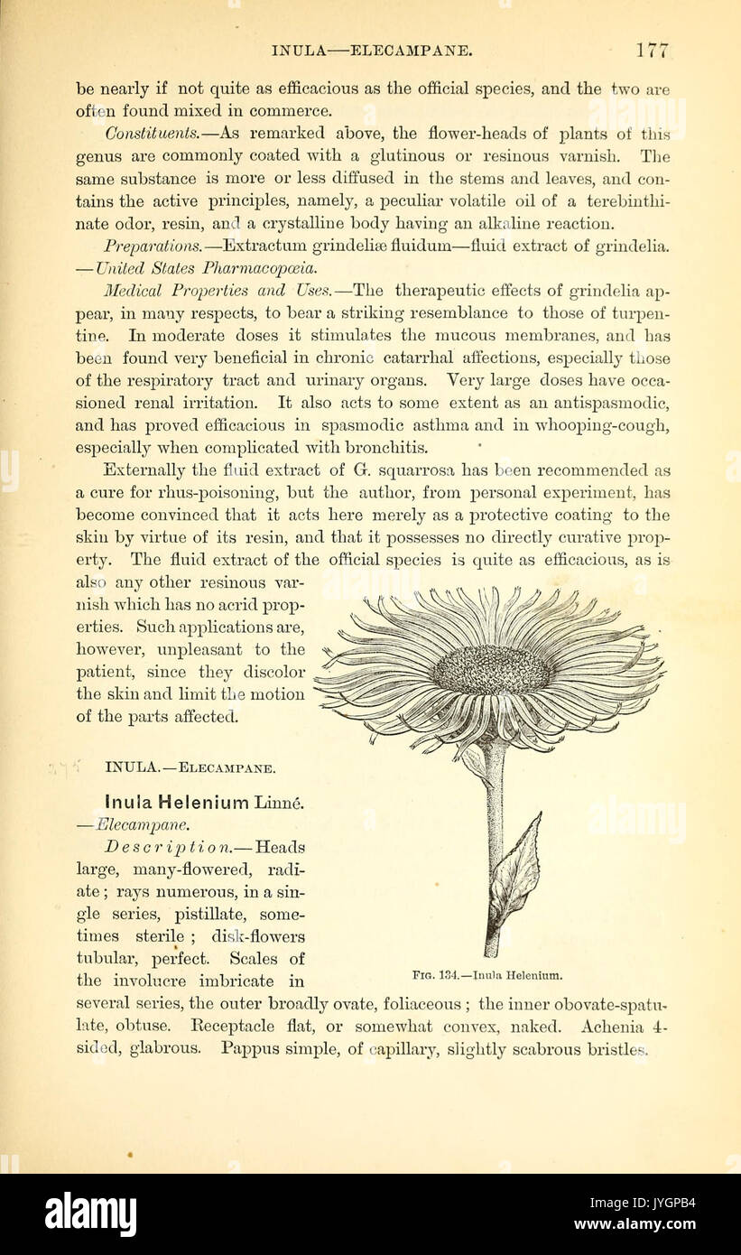 A manual of the medical botany of North America (Page 177, Fig. 134) BHL40152299 Stock Photo