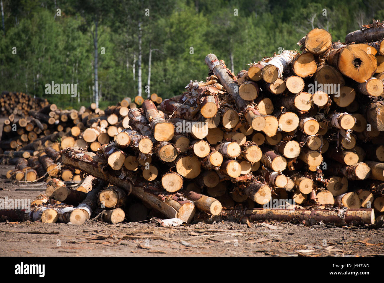 (170819) TORONTO (CANADA), Aug. 19, 2017 (Xinhua) Logs are piled