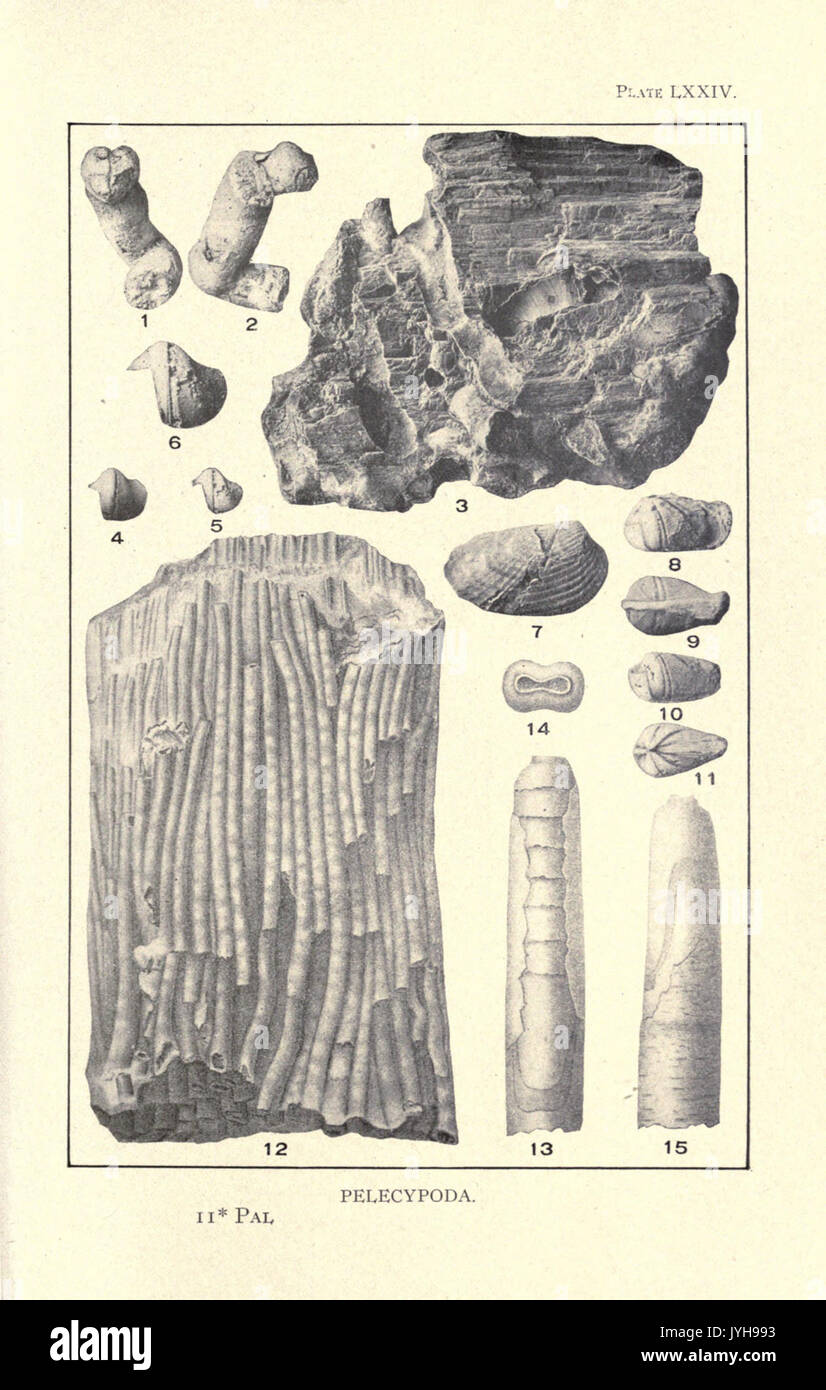 New jersey paleontology hi-res stock photography and images - Alamy