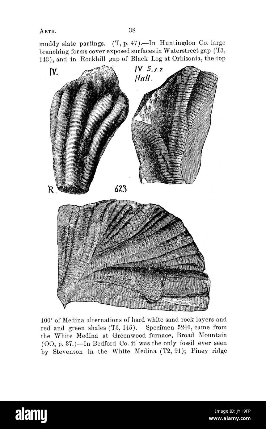A dictionary of the fossils of Pennsylvania and neighboring states named in the reports and