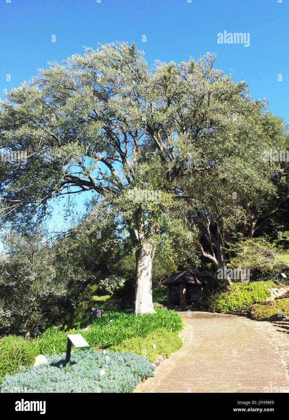 5 Kiggelaria africana tree Cape Town Stock Photo Alamy