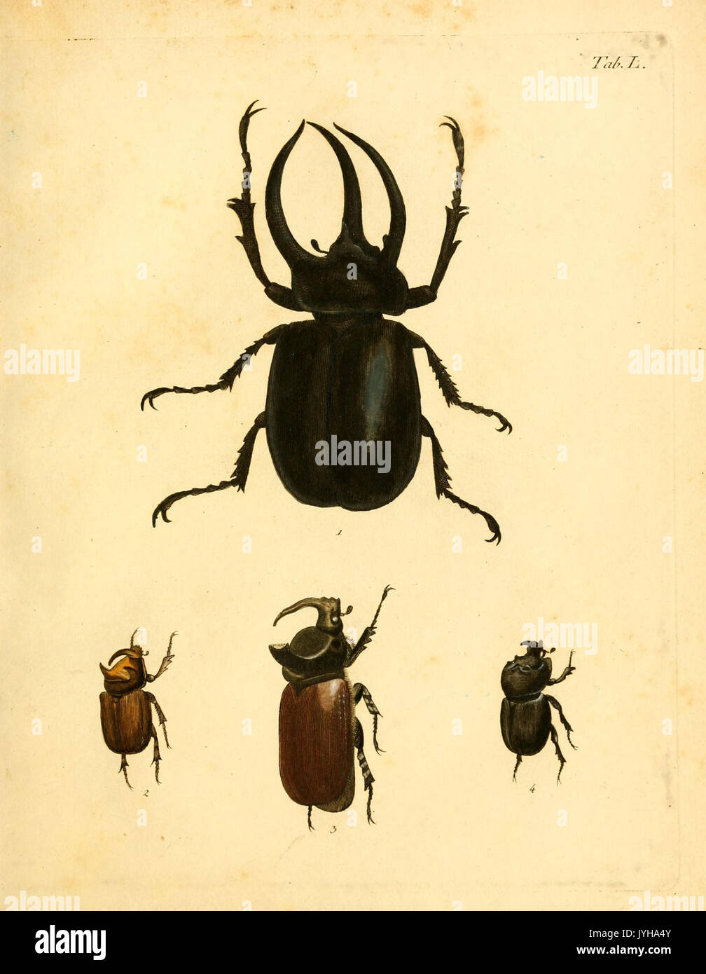 Abbildungen zu Karl Illiger's Uebersetzung von Olivier's Entomologie, oder, Naturgeschichte der Insecten (Tab. L) BHL12733297 Stock Photo