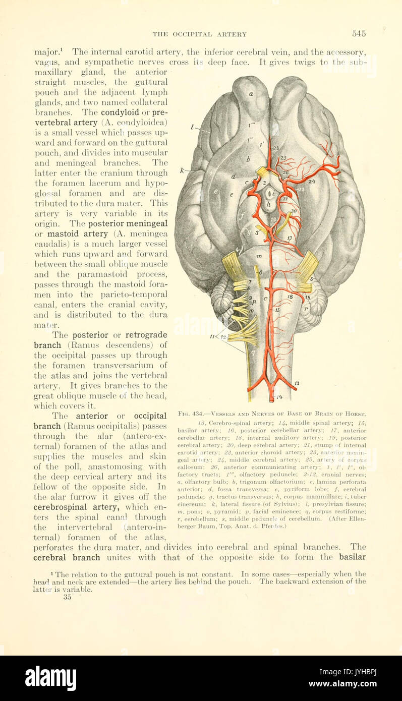 ANAT 411 Anterior View of the Muscles of Head & Neck Diagram