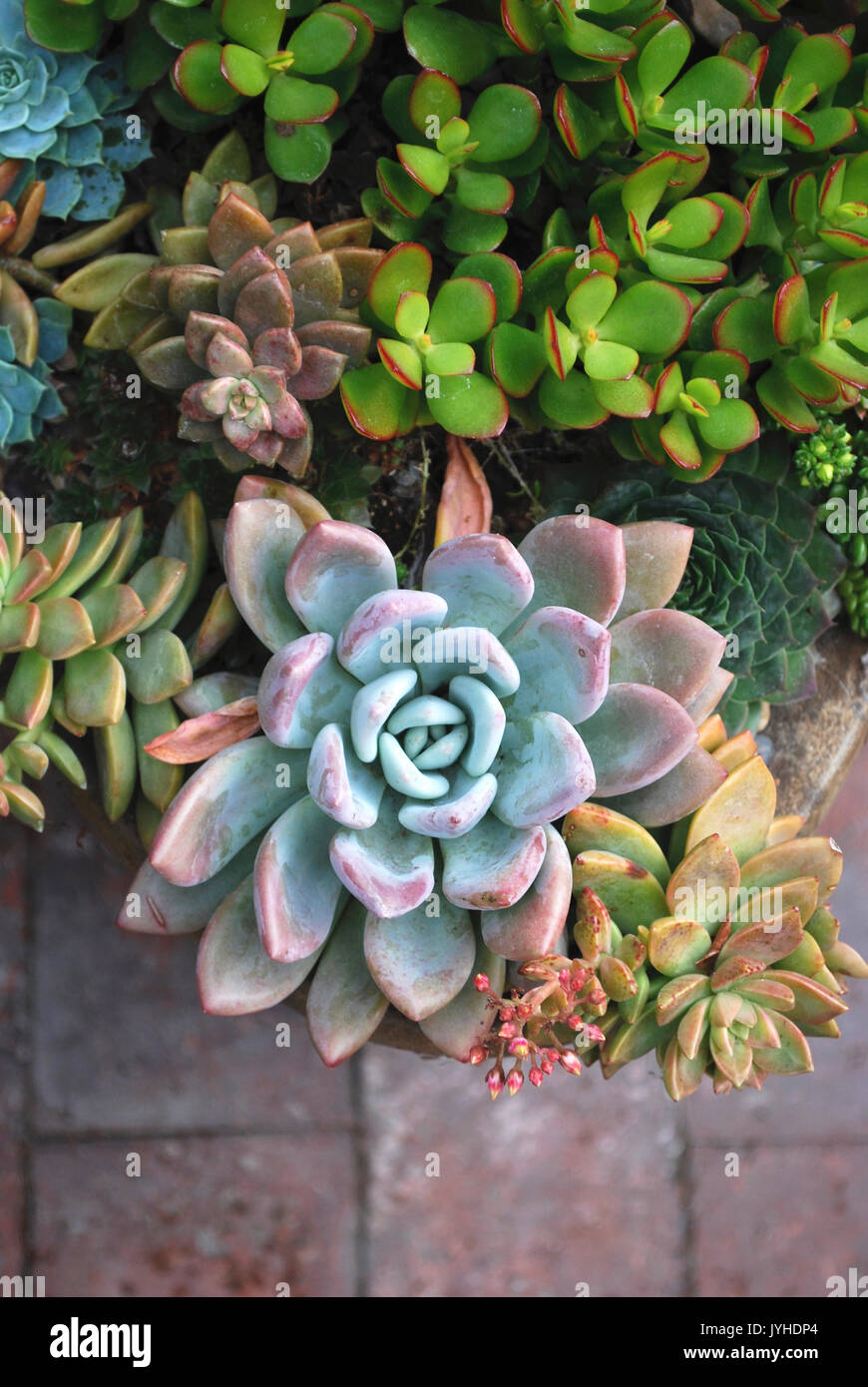 Succulents hi-res stock photography and images - Alamy